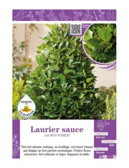 LAURUS NOBILIS voir LAURIER SAUCE