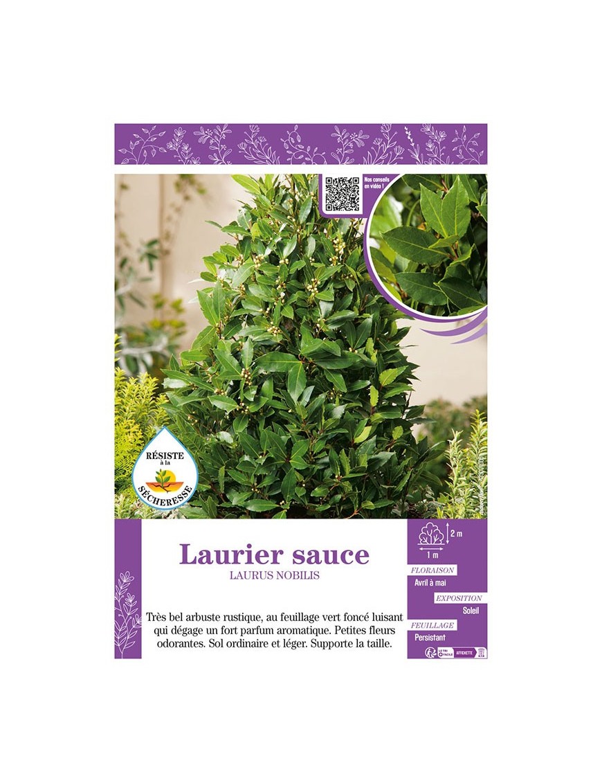 LAURUS NOBILIS voir LAURIER SAUCE