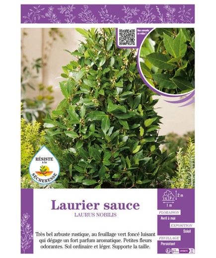 LAURUS NOBILIS voir LAURIER SAUCE