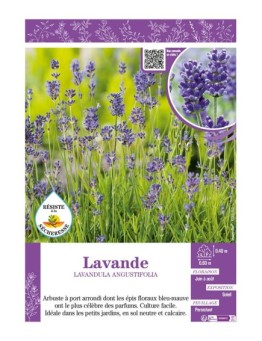 LAVANDULA ANGUSTIFOLIA voir LAVANDE