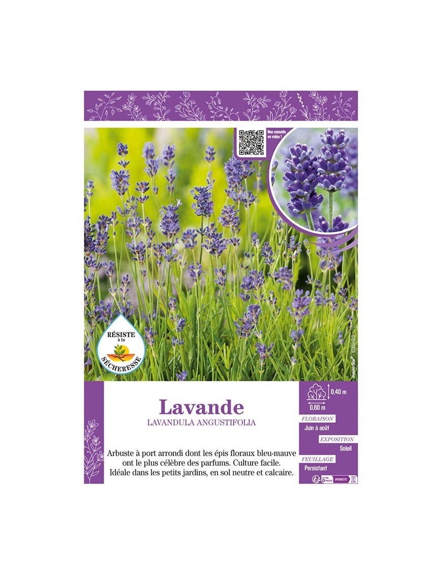 LAVANDULA ANGUSTIFOLIA voir LAVANDE