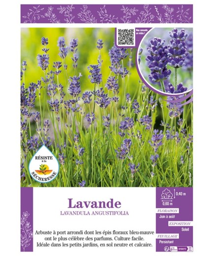 LAVANDULA ANGUSTIFOLIA voir LAVANDE