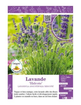 LAVANDULA ANGUSTIFOLIA HIDCOTE voir LAVANDE