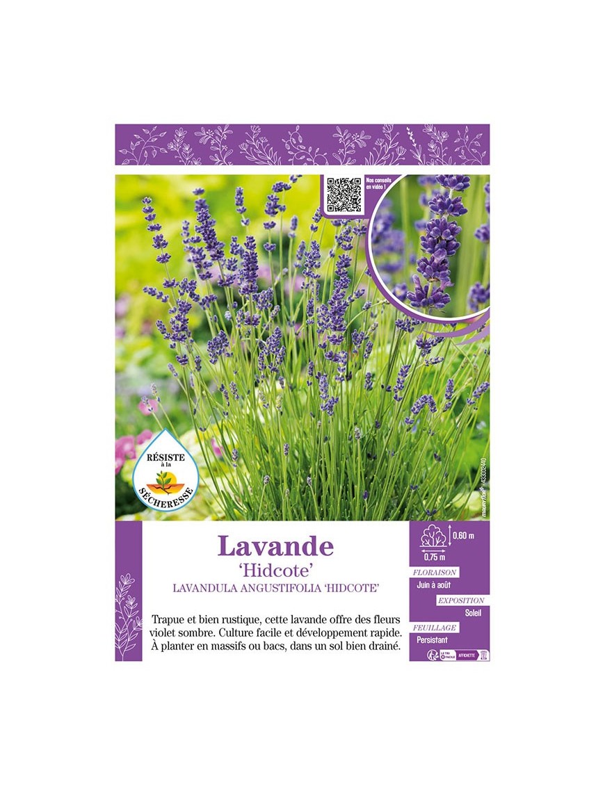 LAVANDULA ANGUSTIFOLIA HIDCOTE voir LAVANDE