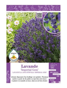 LAVANDULA ANGUSTIFOLIA IMPERIAL GEM voir LAVANDE