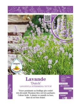LAVANDULA DUTCH voir LAVANDE