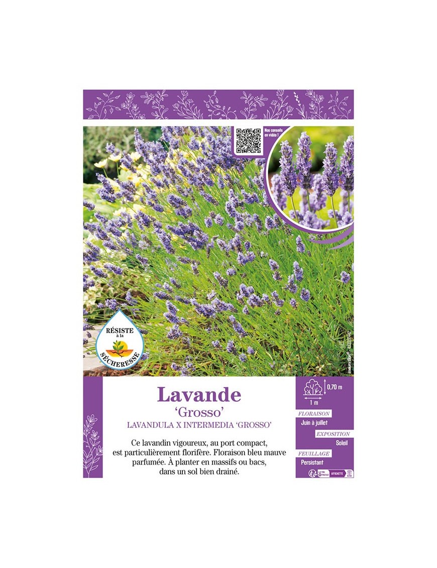 LAVANDULA X INTERMEDIA GROSSO voir LAVANDE