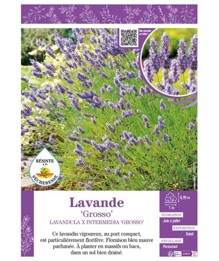 LAVANDULA X INTERMEDIA GROSSO voir LAVANDE