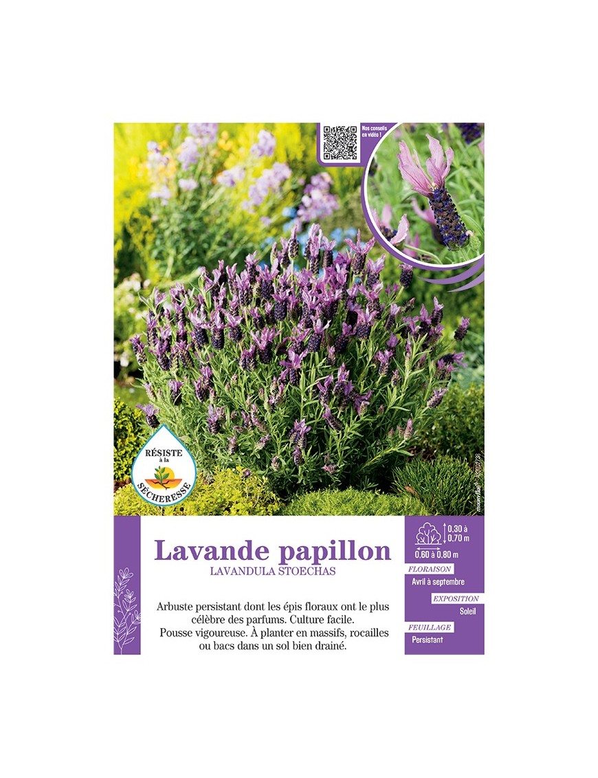 LAVANDULA STOECHAS voir LAVANDE PAPILLON