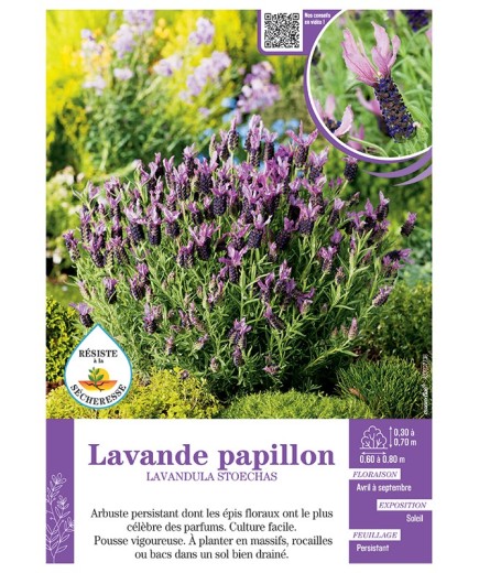 LAVANDULA STOECHAS voir LAVANDE PAPILLON