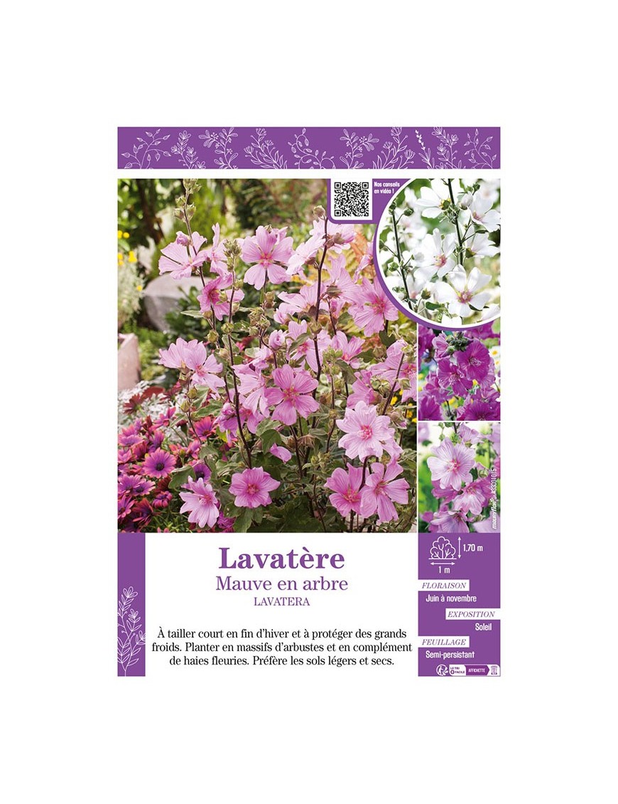 LAVATERA voir LAVATÈRE Mauve en arbre (varié)
