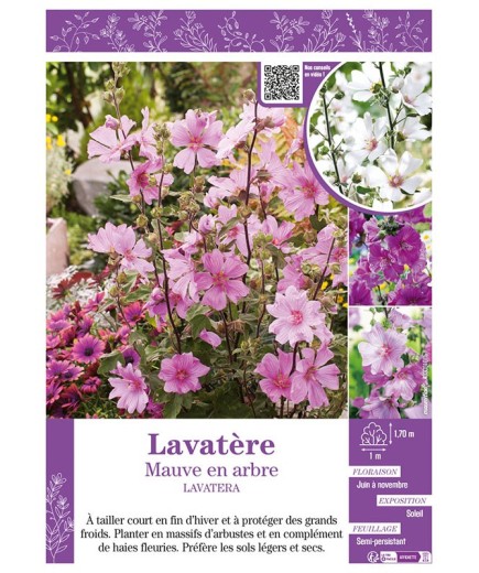 LAVATERA voir LAVATÈRE Mauve en arbre (varié)