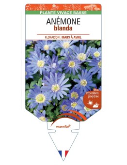 ANEMONE blanda (bleu)