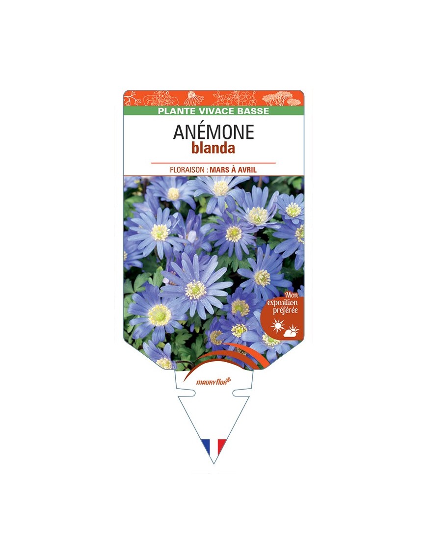 ANEMONE blanda (bleu)