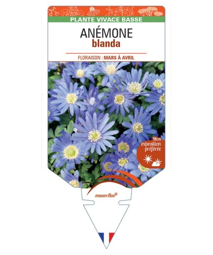 ANEMONE blanda (bleu)