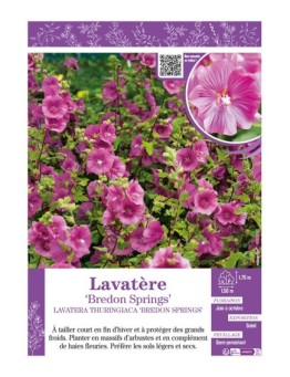 LAVATERA THURINGIACA BREDON SPRINGS voir LAVATÈRE