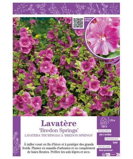 LAVATERA THURINGIACA BREDON SPRINGS voir LAVATÈRE