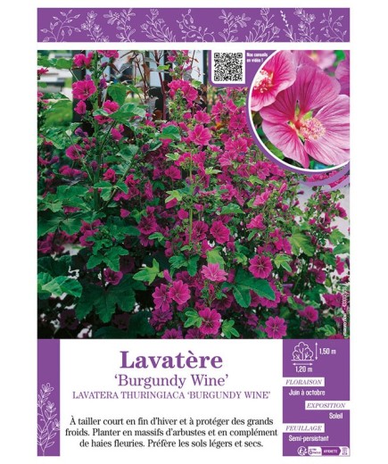 LAVATERA THURINGIACA BURGUNDY WINE voir LAVATÈRE
