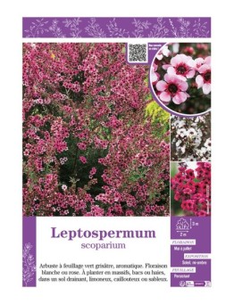 LEPTOSPERMUM (varié)