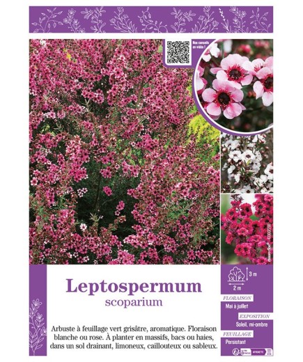 LEPTOSPERMUM (varié)