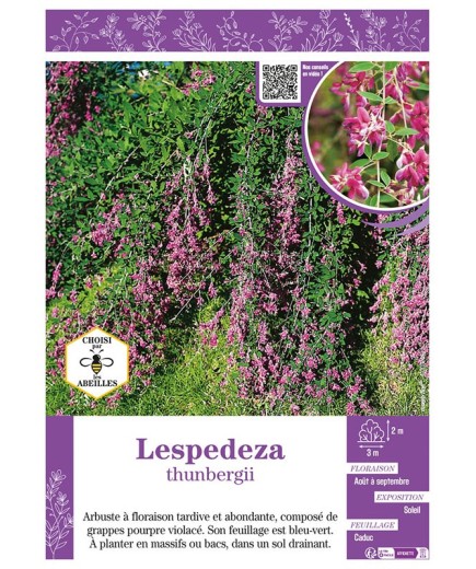 LESPEDEZA THUNBERGII
