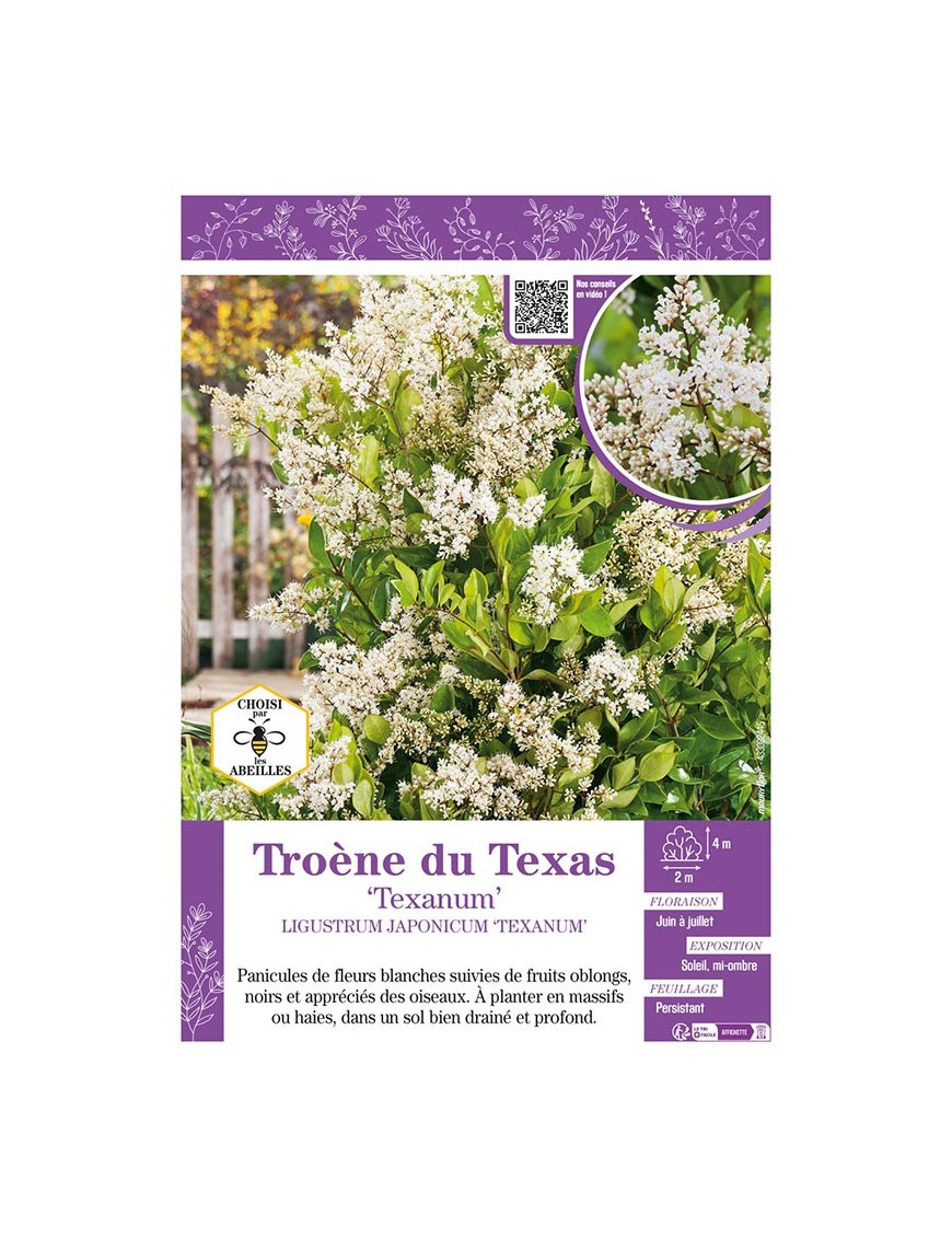LIGUSTRUM JAPONICUM TEXANUM voir Troène du Texas