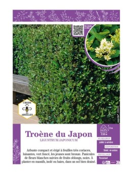 LIGUSTRUM JAPONICUM voir TROÈNE DU JAPON