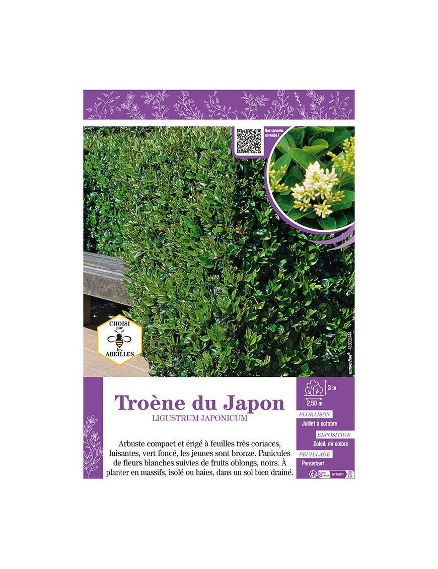LIGUSTRUM JAPONICUM voir TROÈNE DU JAPON