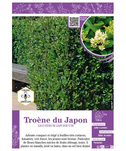 LIGUSTRUM JAPONICUM voir TROÈNE DU JAPON