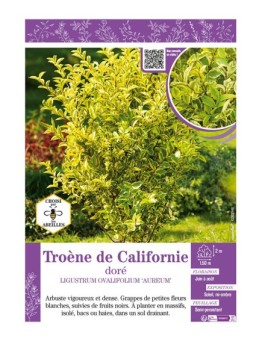 LIGUSTRUM OVALIFOLIUM AUREUM voir Troène de Californie doré
