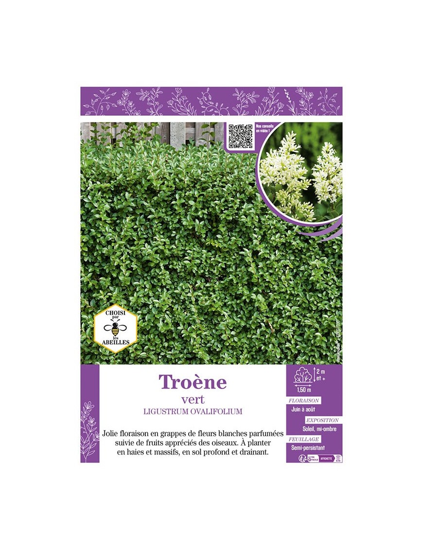 LIGUSTRUM OVALIFOLIUM voir TROÈNE VERT