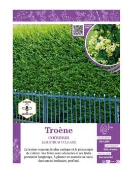 LIGUSTRUM VULVARE voir TROÈNE COMMUN
