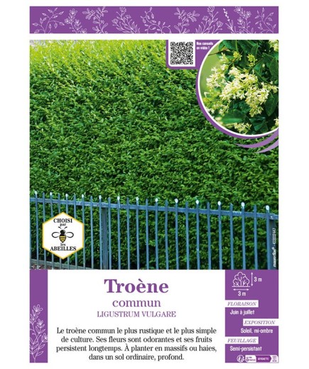 LIGUSTRUM VULVARE voir TROÈNE COMMUN