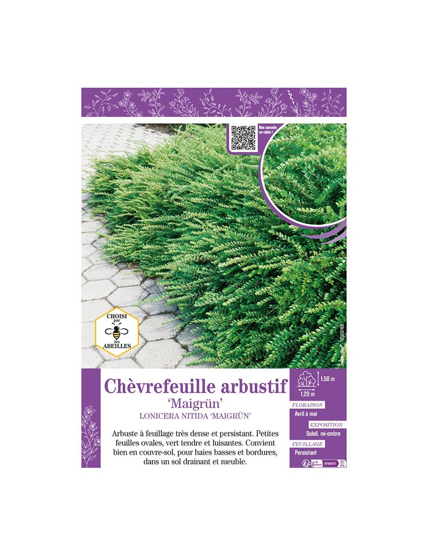 LONICERA NITIDA MAIGRUN voir Chèvrefeuille arbustif