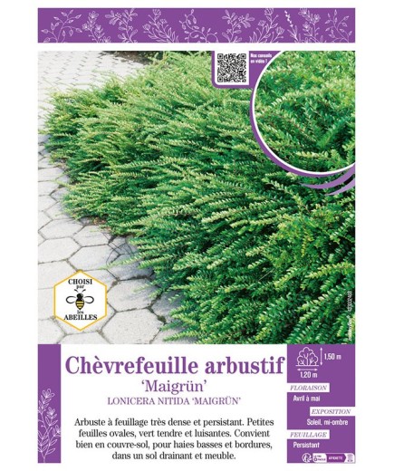 LONICERA NITIDA MAIGRUN voir Chèvrefeuille arbustif