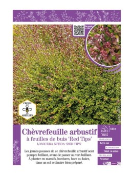 LONICERA NITIDA RED TIPS voir CHÈVREFEUILLE ARBUSTIF