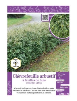 LONICERA NITIDA voir Chèvrefeuille arbustif à feuilles de buis