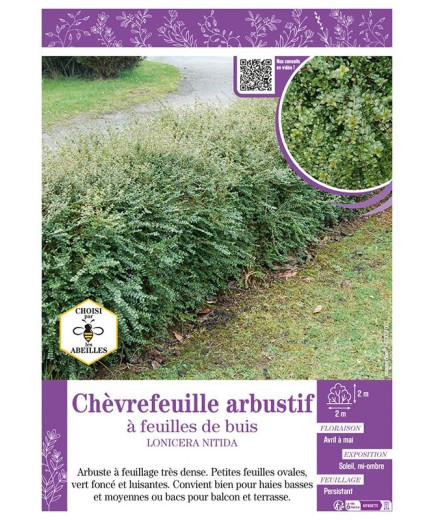 LONICERA NITIDA voir Chèvrefeuille arbustif à feuilles de buis
