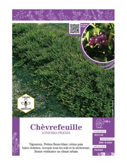 LONICERA PILEATA voir CHÈVREFEUILLE