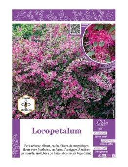 LOROPETALUM
