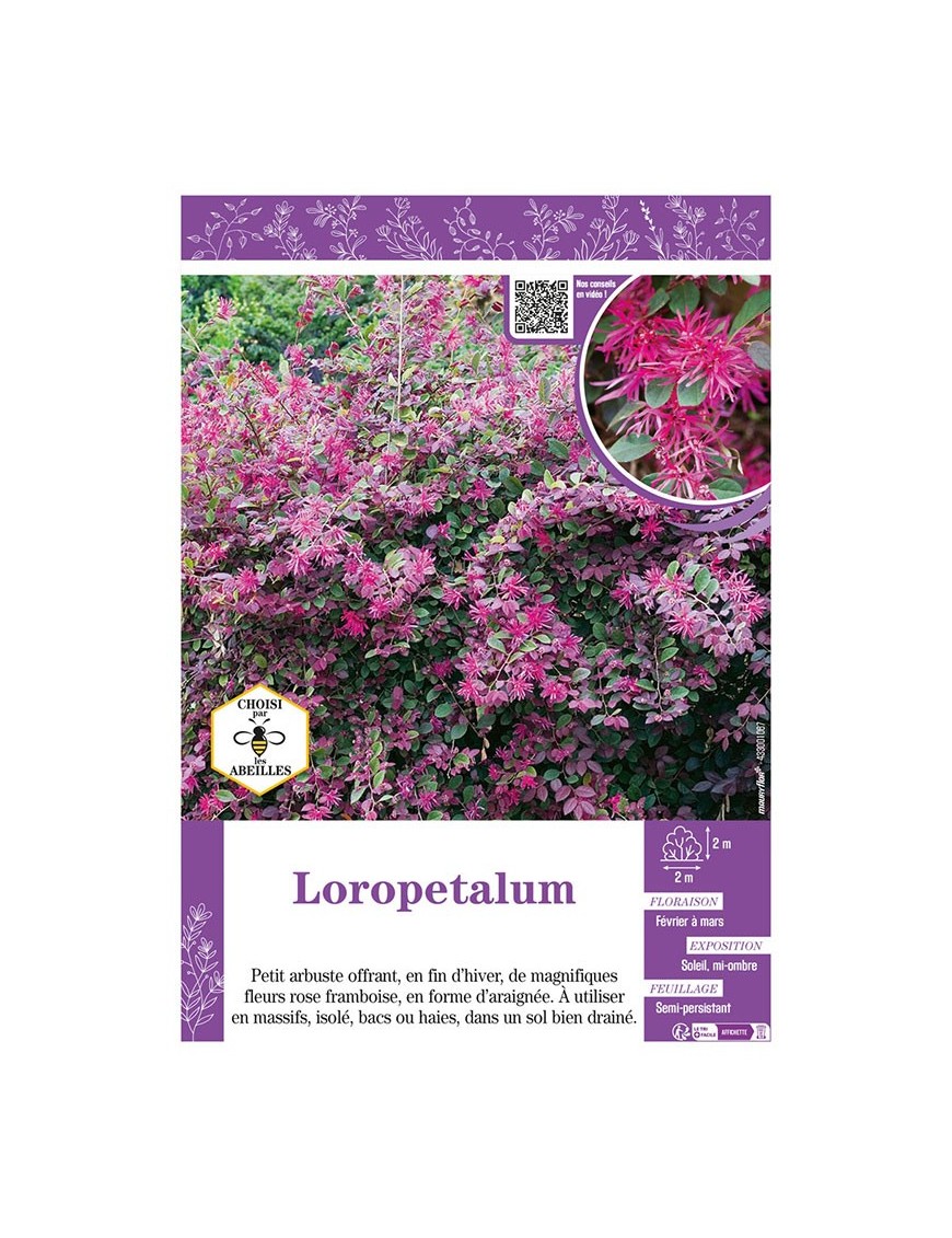 LOROPETALUM