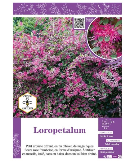 LOROPETALUM