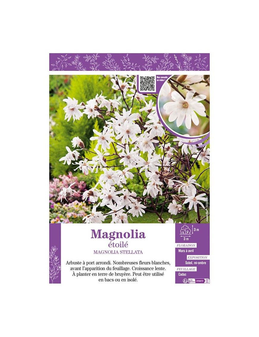 MAGNOLIA ÉTOILÉ MAGNOLIA STELLATA