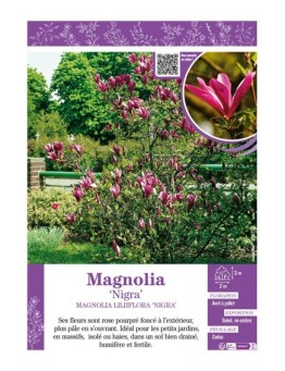 MAGNOLIA LILIIFLORA NIGRA