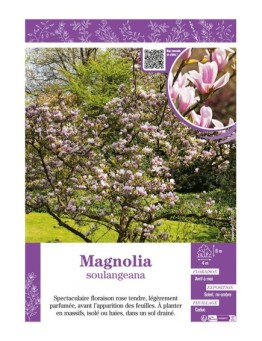 MAGNOLIA SOULANGEANA