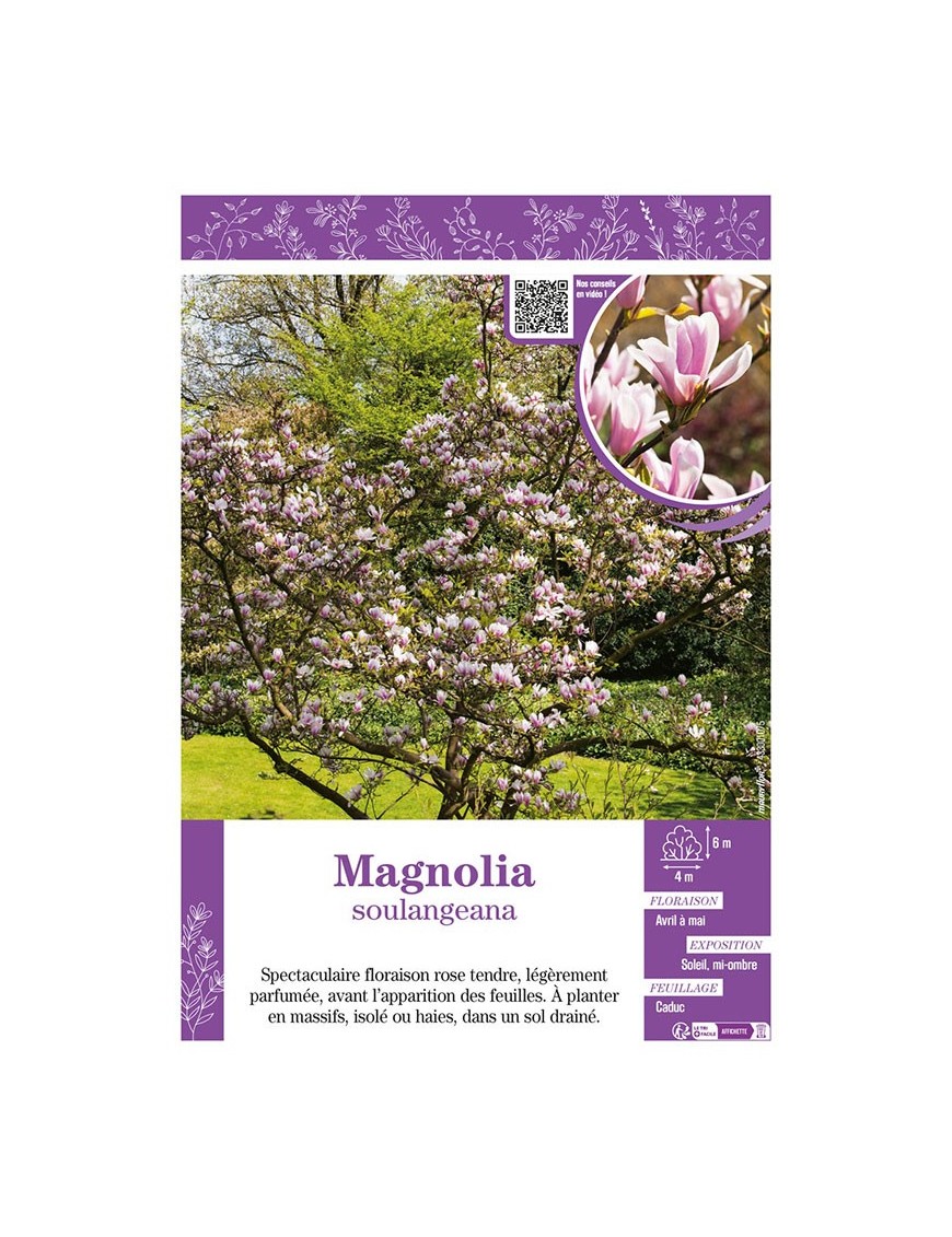 MAGNOLIA SOULANGEANA