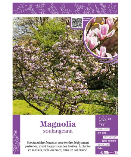 MAGNOLIA SOULANGEANA