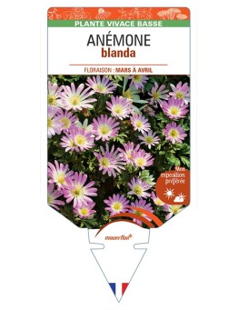 ANEMONE blanda (rose)