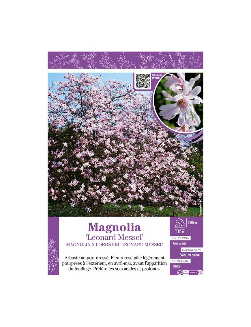 MAGNOLIA X LOEBNERI LEONARD MESSEL