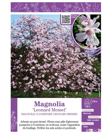 MAGNOLIA X LOEBNERI LEONARD MESSEL